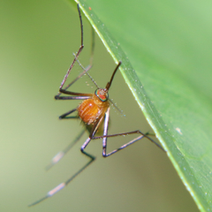 Coquillettidia xanthogaster