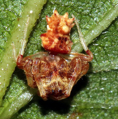 Arkys dilatatus