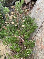 Monardella hypoleuca hypoleuca