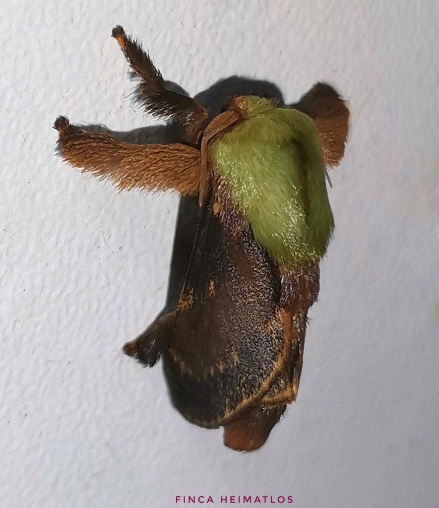 Parasa schausi