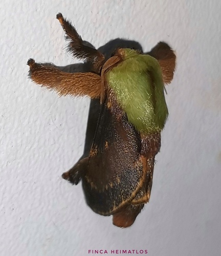 Parasa schausi