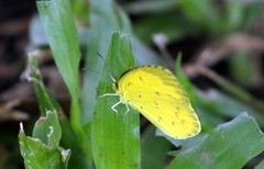 Eurema alitha