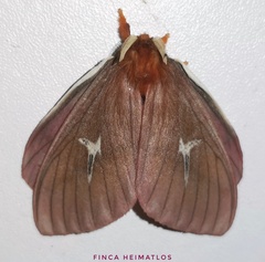 Cerodirphia speciosa