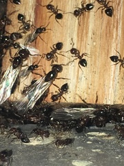 Crematogaster cerasi