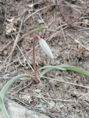 Tulipa patens