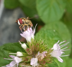 Syrphidae