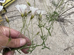 Calystegia macrostegia tenuifolia