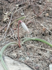 Tulipa patens