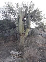 Trichocereus terscheckii