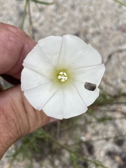 Calystegia macrostegia tenuifolia