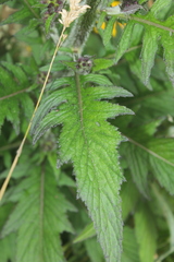 Erechtites valerianifolius