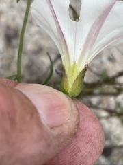 Calystegia macrostegia tenuifolia