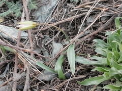 Tulipa patens