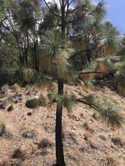Pinus engelmannii