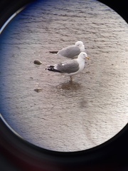 Larus californicus