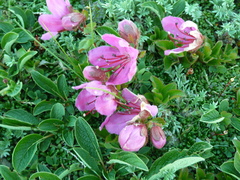 Rhododendron camtschaticum