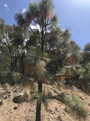 Pinus engelmannii