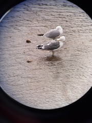 Larus californicus