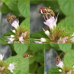 Syrphidae
