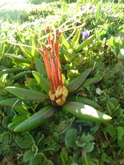 Rhododendron camtschaticum
