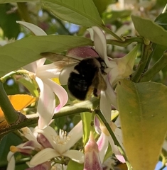 Xylocopa tabaniformis