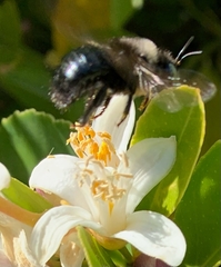 Xylocopa tabaniformis