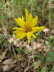 Helianthus bolanderi