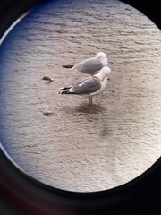 Larus californicus