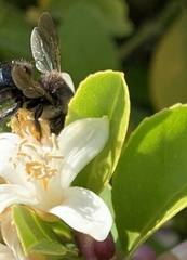 Xylocopa tabaniformis