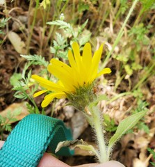 Helianthus bolanderi