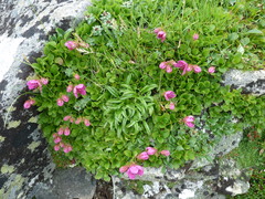 Rhododendron camtschaticum