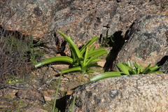 Bulbinella latifolia
