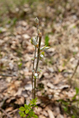 Dirca palustris