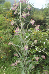 Erechtites valerianifolius
