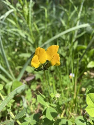 Hairy bird's-foot trefoil (Lotus biflorus)