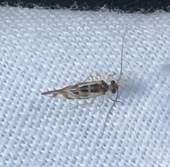 Graphopsocus