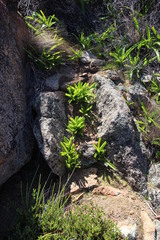 Bulbinella latifolia