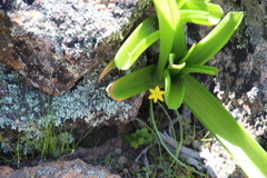 Bulbinella latifolia