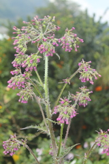 Erechtites valerianifolius