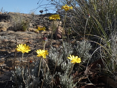 Euryops othonnoides