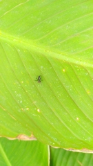 Camponotus mus