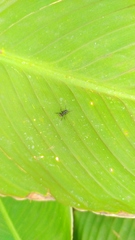 Camponotus mus