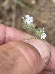 Cryptantha intermedia johnstonii