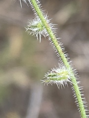 Cryptantha intermedia johnstonii