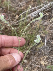 Cryptantha intermedia johnstonii