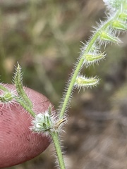 Cryptantha intermedia johnstonii