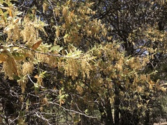 Quercus emoryi