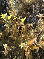 Quercus emoryi