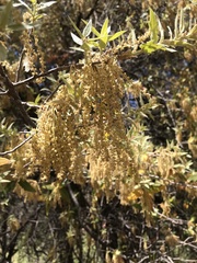 Quercus emoryi
