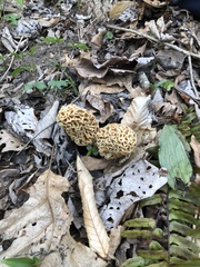Morchella esculenta